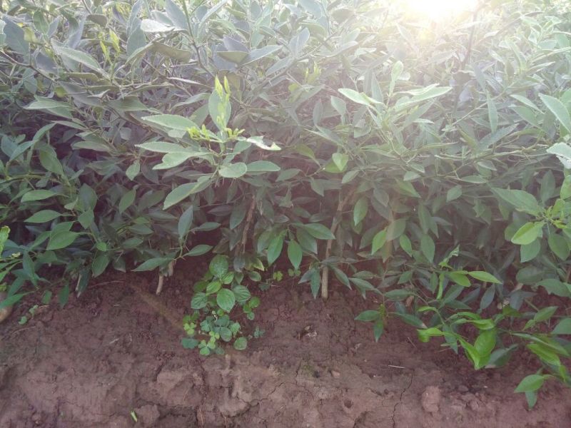 小叶香橙苗，枳橙苗，纽荷尔脐橙苗，苗子粗根须好，现挖现发