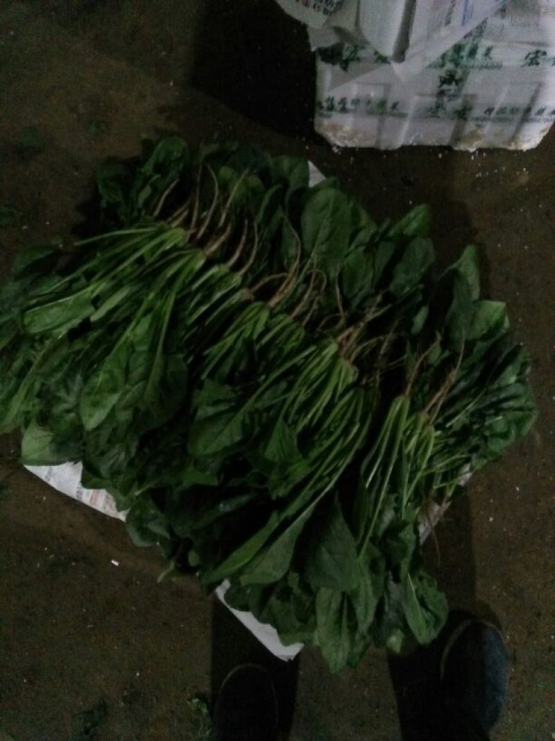 大叶菠菜20~25厘米