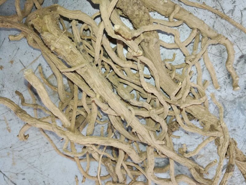 板蓝根统个