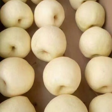 贡梨