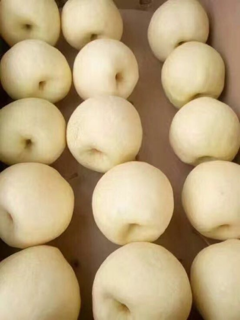 贡梨