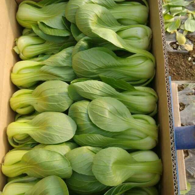 上海青小油菜专业户供应北京天津上海杭州南京武汉等等～