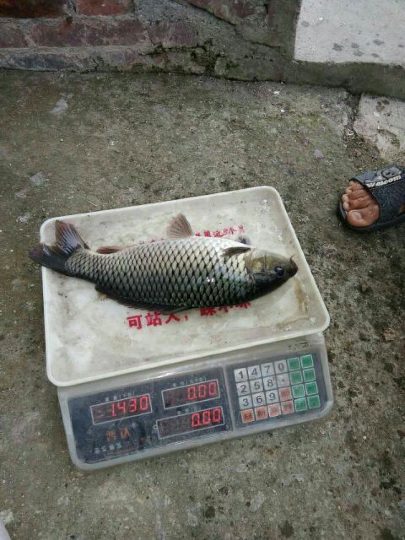 建鲤食用1~2公斤