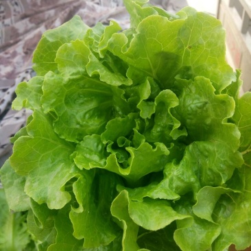 意大利生菜4两~5两基地直供品质保证，欢迎来电洽谈合作