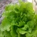 意大利生菜4两~5两基地直供品质保证，欢迎来电洽谈合作