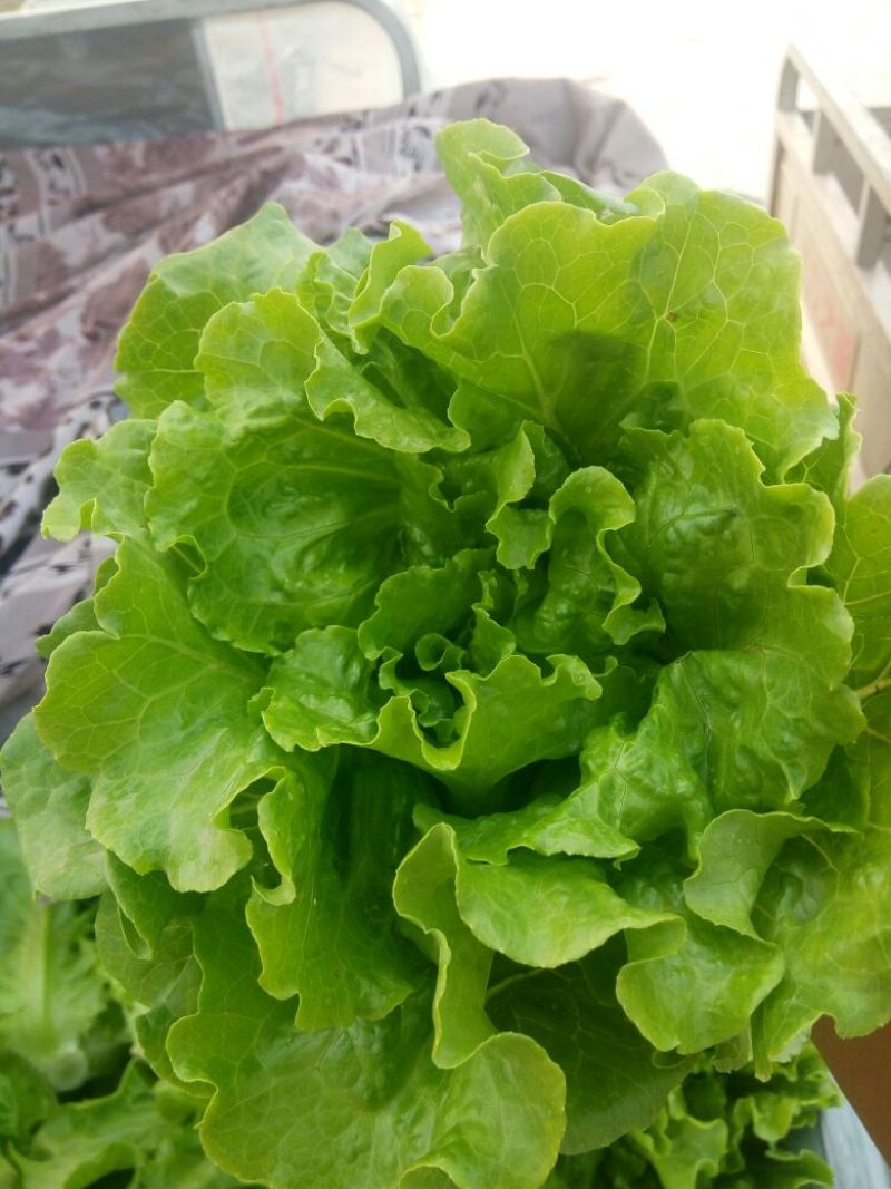 意大利生菜4两~5两基地直供品质保证，欢迎来电洽谈合作