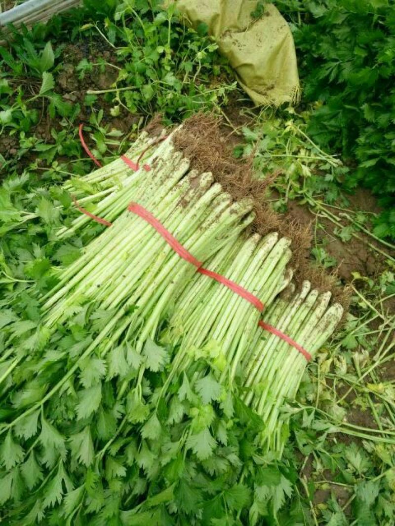 砀山县芹菜，法国皇后芹菜50cm以上，中小棵，保质保量