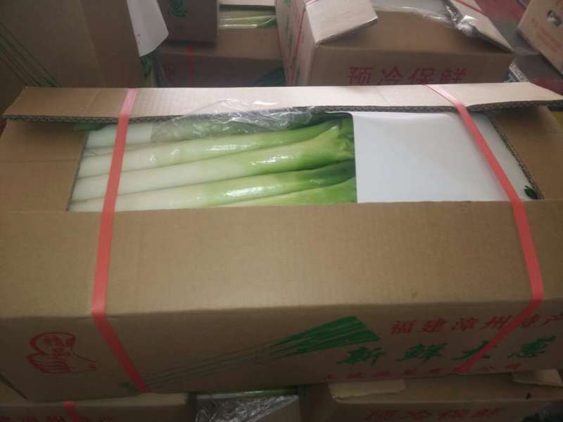 福建精品优质天光一本大葱现挖现卖一手货源