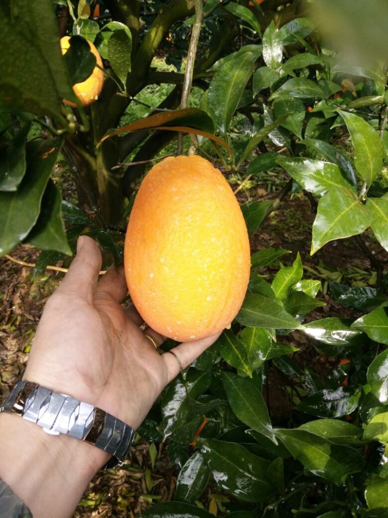 【长虹脐橙】重庆基地直供质量保证一手货源对接商超市场