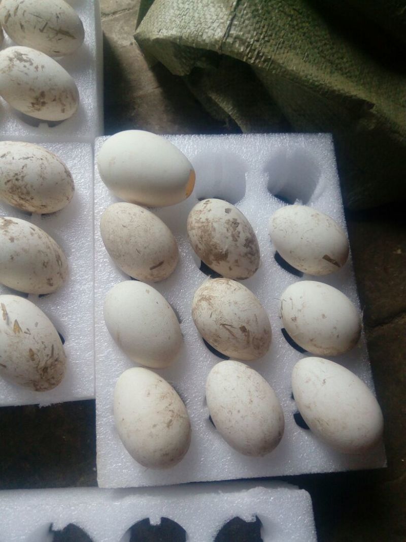 土鹅蛋食用