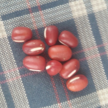 高雄6号散装