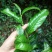 百年大树茶特级