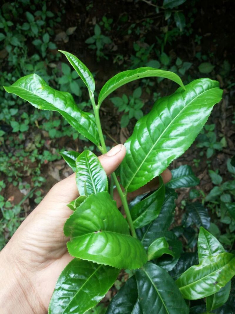 百年大树茶特级