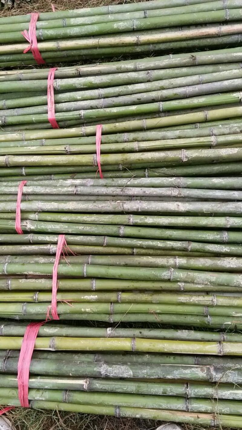 斑竹2~3m