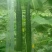 密刺黄瓜鲜花带刺25公分以上