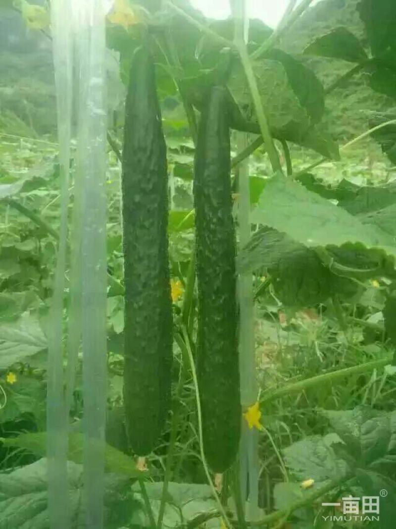 密刺黄瓜鲜花带刺25公分以上