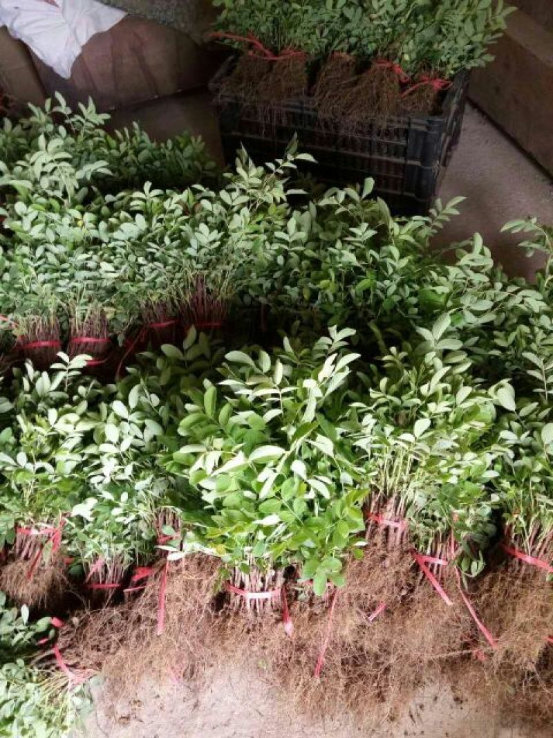 玫瑰盆花不含盆
