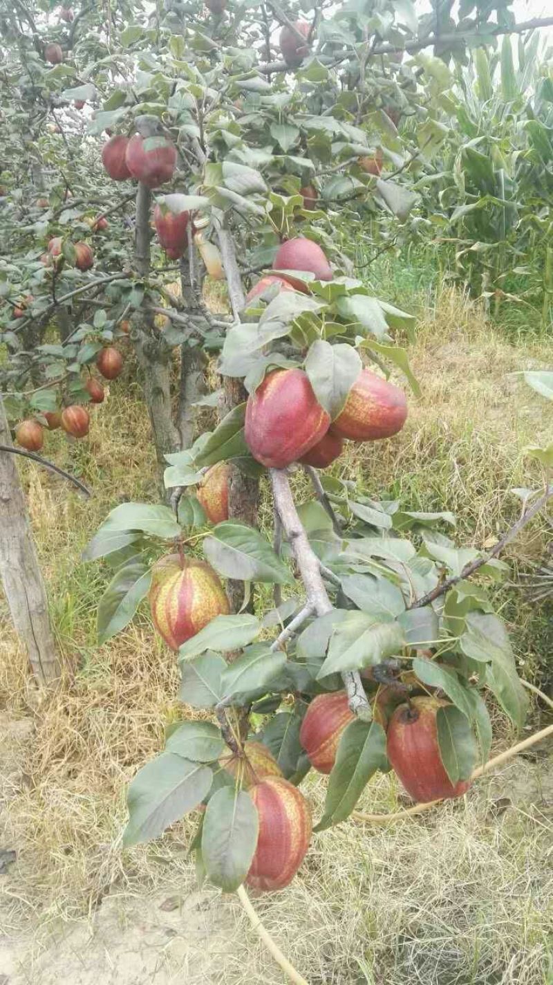 红梨150~200g纸箱