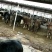 西门塔尔肉牛过磅牛散养牛