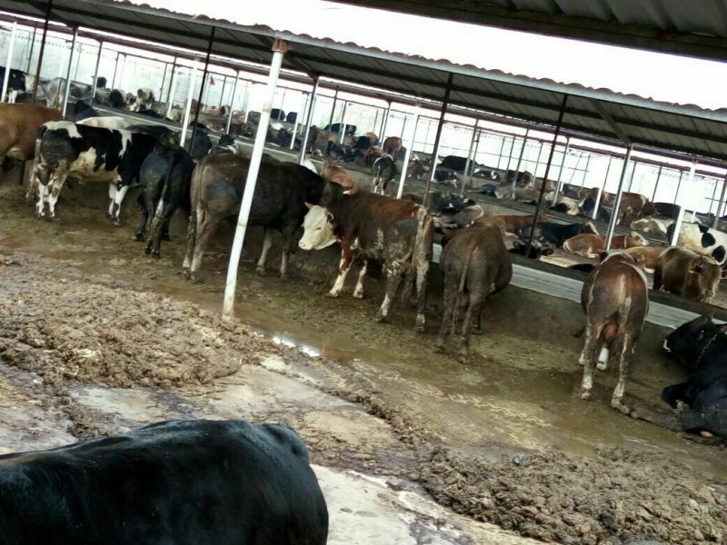 西门塔尔肉牛过磅牛散养牛