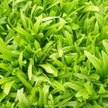油麦菜25~30厘米以上