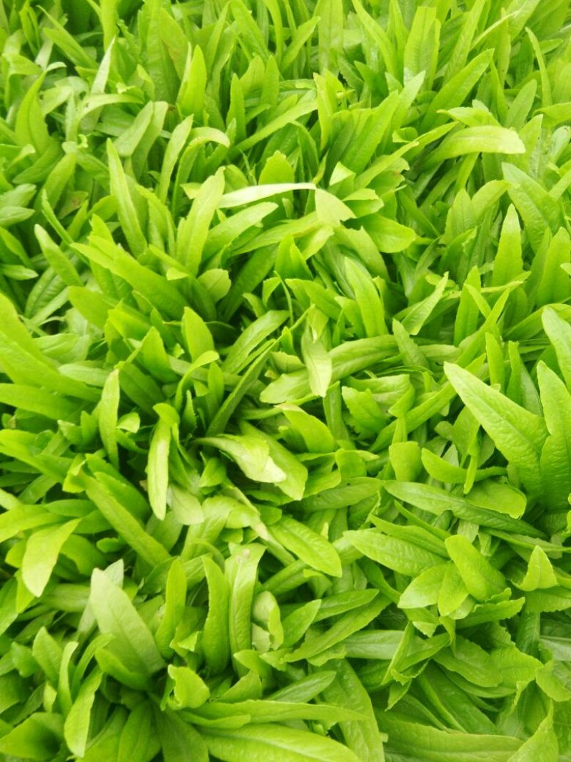 油麦菜25~30厘米以上