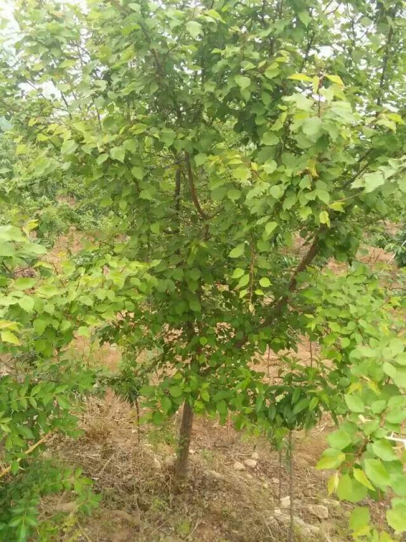 杏树6~8cm4~6cm2.5~3米，8-10公分