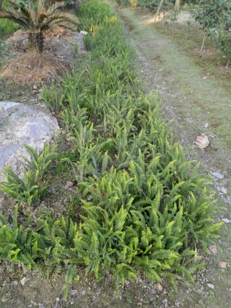 肾蕨2cm以下0.5~1m