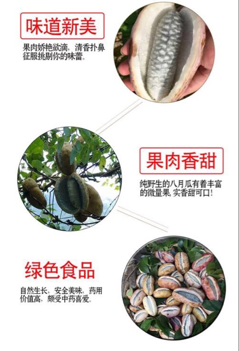 八月瓜