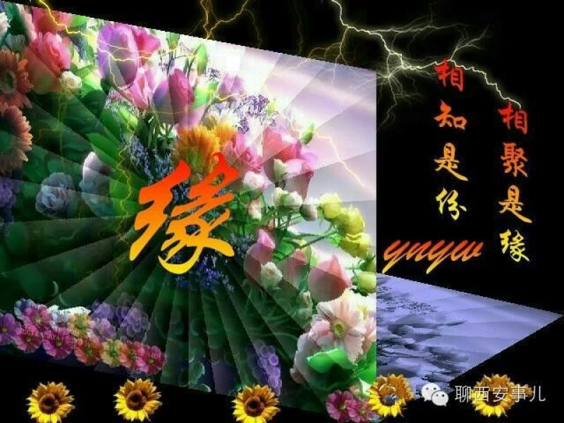 大白菜