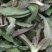 山野菜