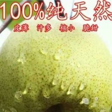 砀山梨550~600g纸箱
