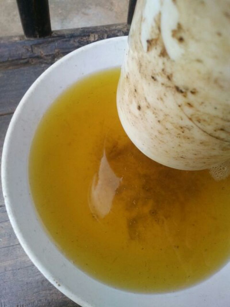 野生茶树油
