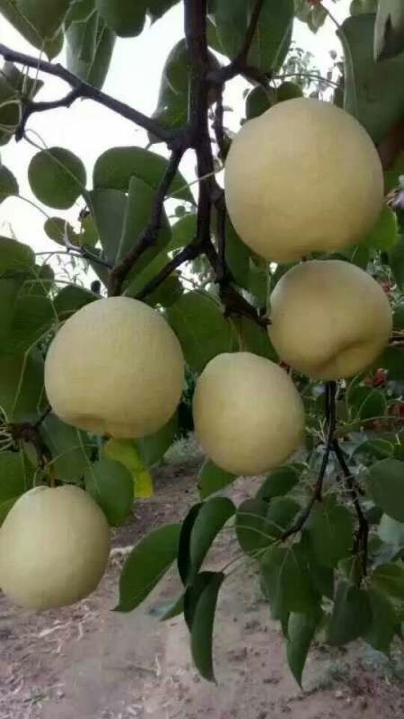 酥梨250~300g纸箱