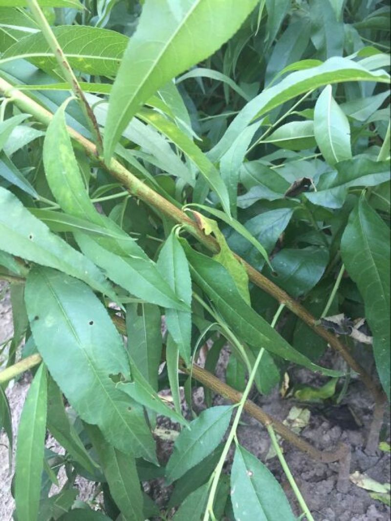 沂蒙霜红桃树苗80cm以上