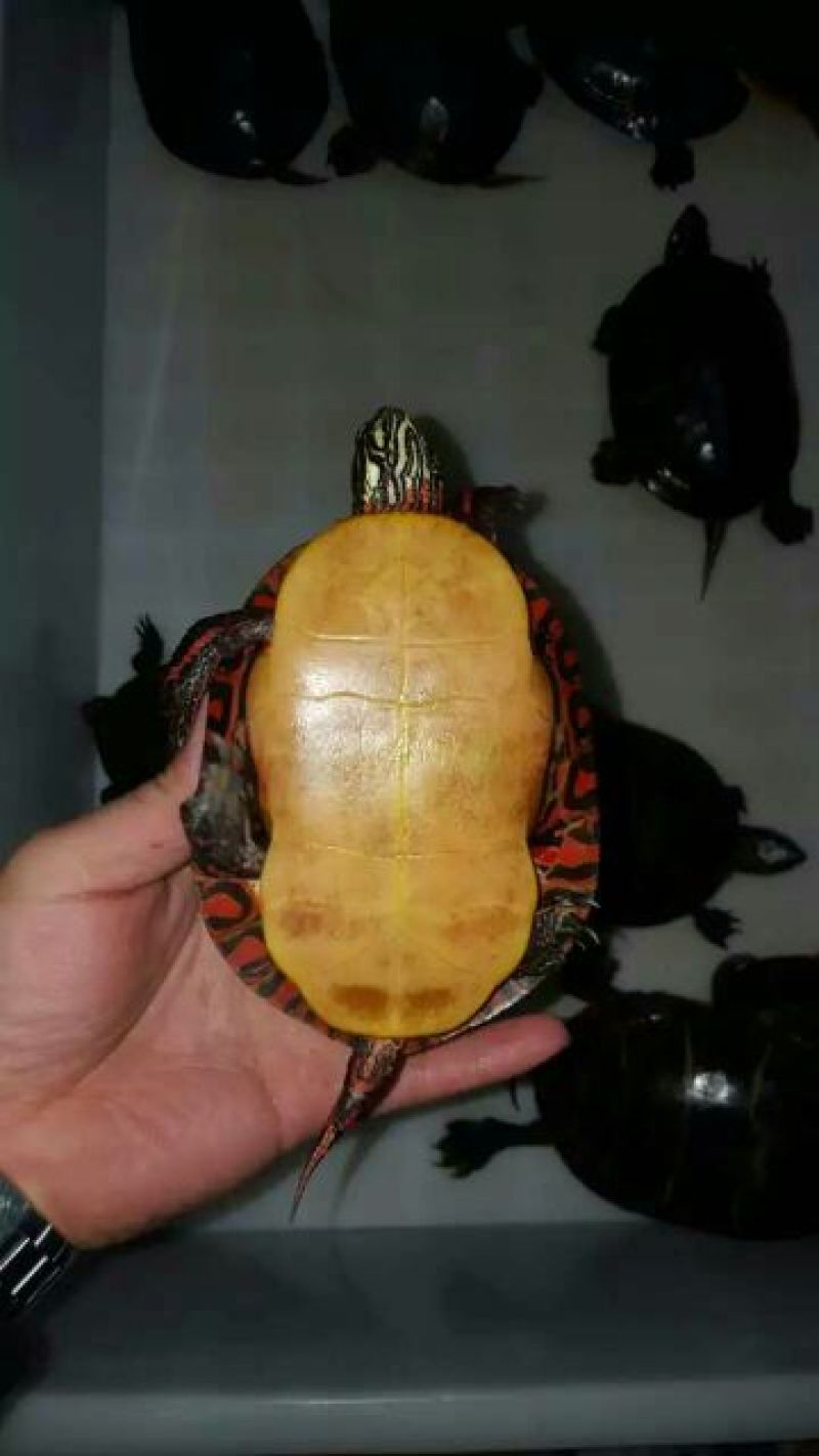 甲鱼苗鱼苗