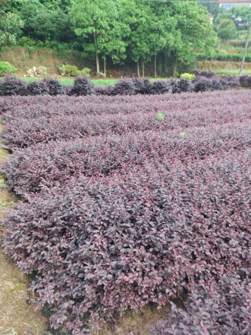 红花继木0.5米以下