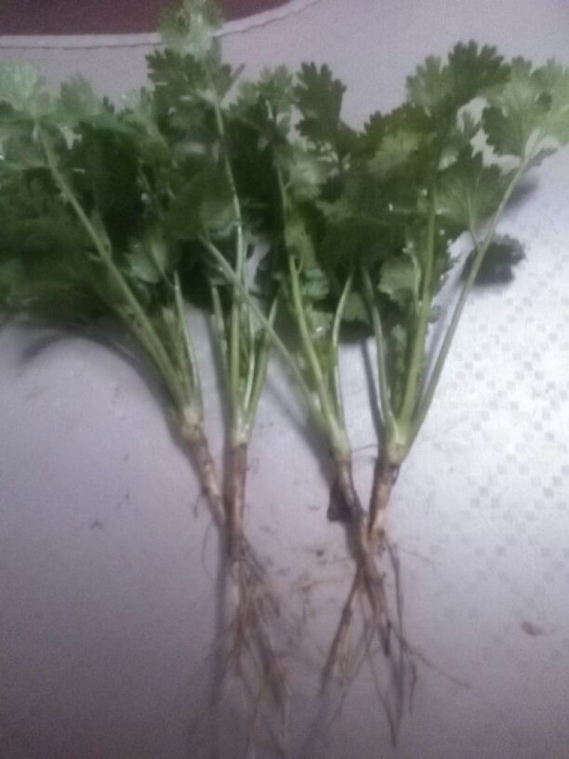 大叶香菜