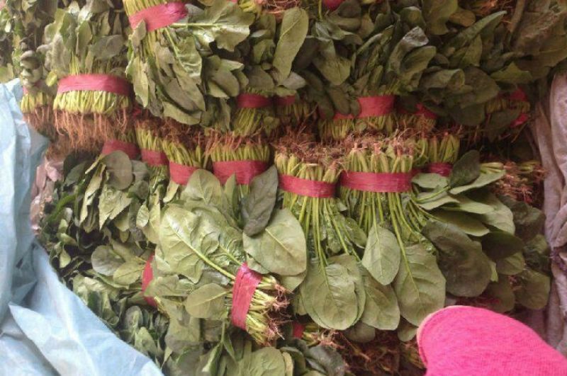 大叶菠菜25~30厘米