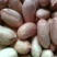 带壳花生鲜货带壳