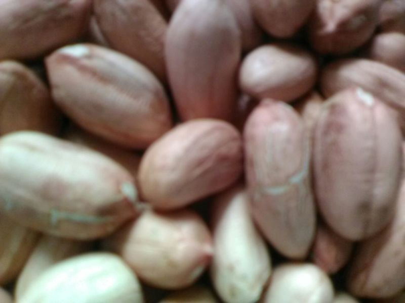 带壳花生鲜货带壳