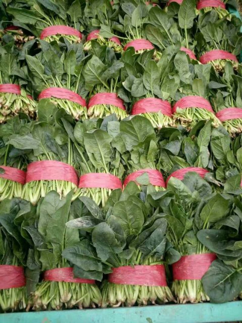 大叶菠菜20到25公分，3000斤起批！