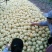 砀山梨300~350g纸加膜