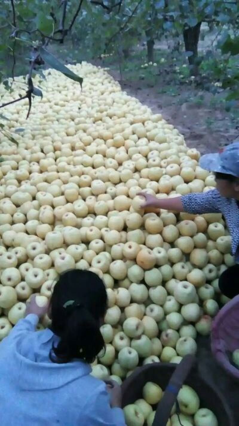 砀山梨300~350g纸加膜