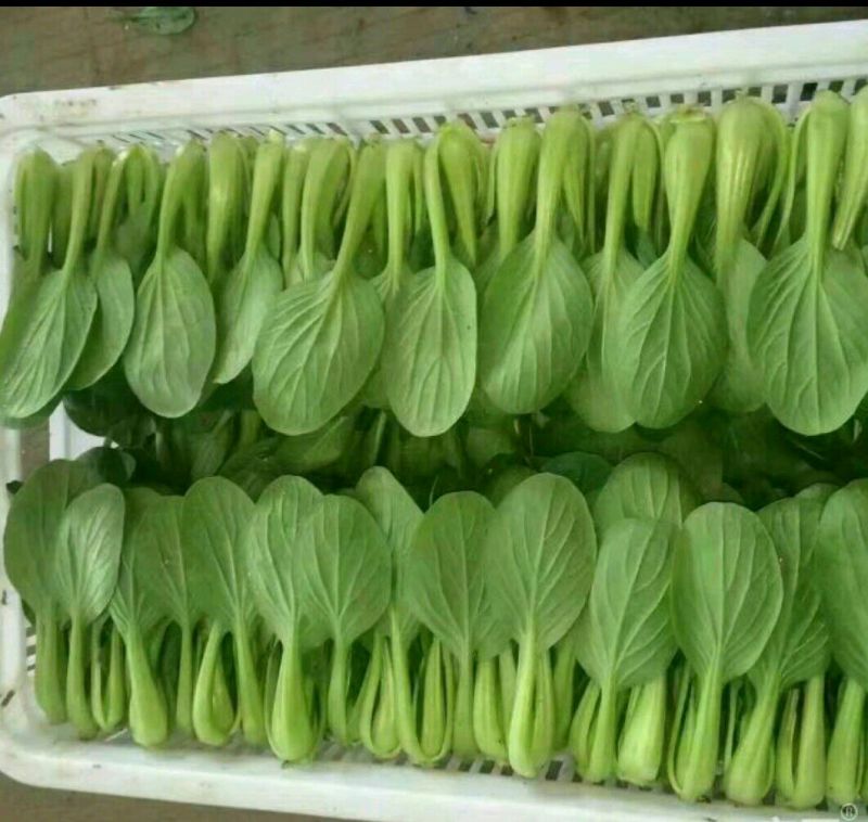 青梗菜