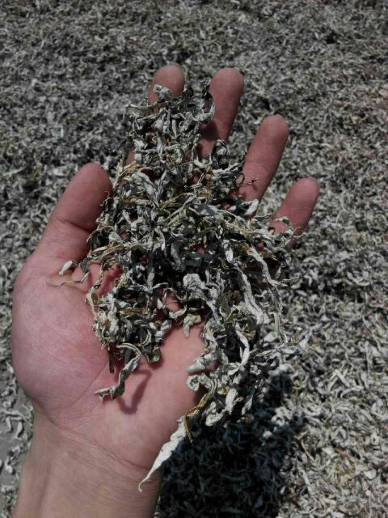白老鹰茶三级