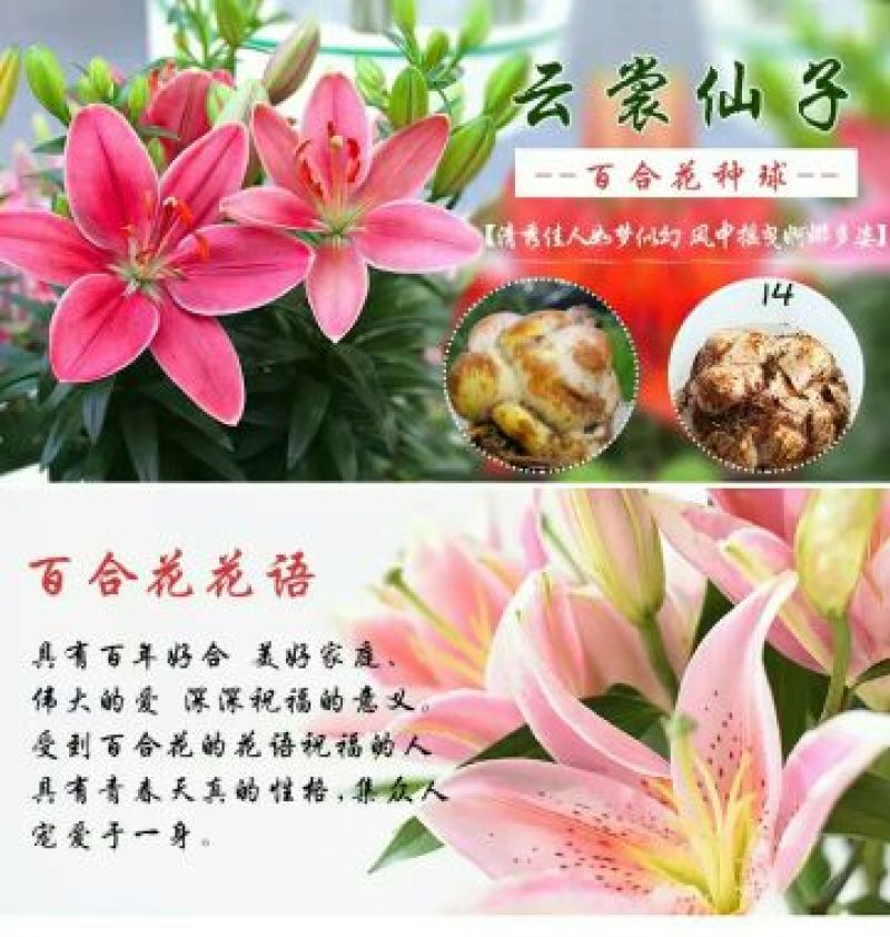 百合鲜切花单头