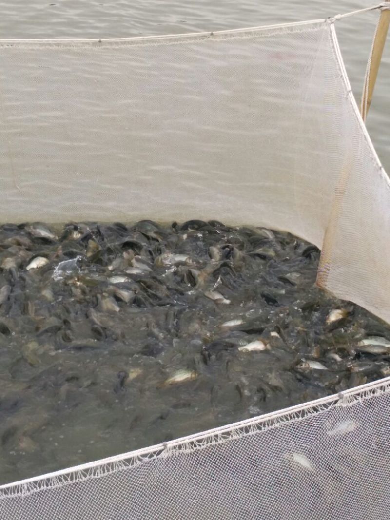 鲤鱼食用0.5公斤以下
