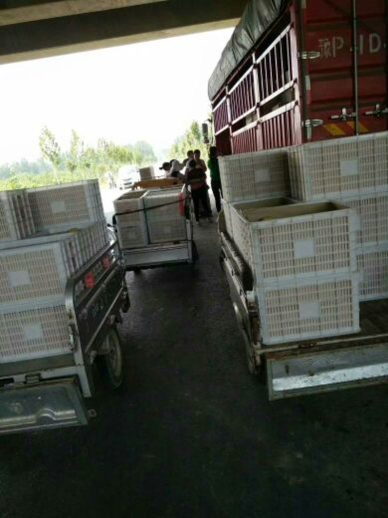 砀山梨300~350g光果