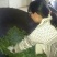 百年大树茶特级